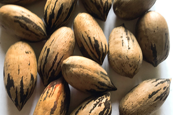 Noci Pecan Biologiche piccolo calibro in guscio - Kg 5