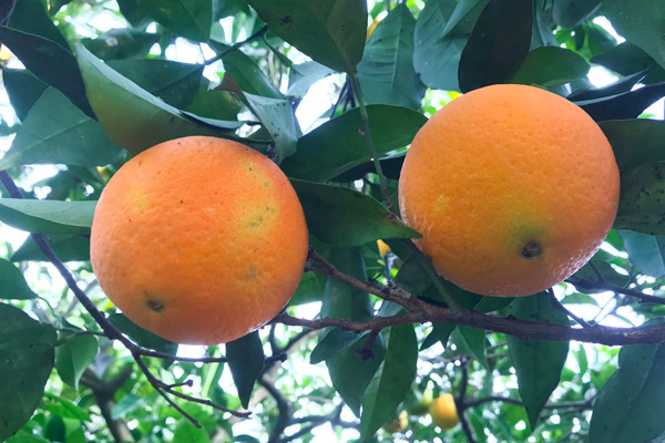 Arance Biologiche del  giardino di Sirgole - kg 4